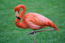 flamingo in grass