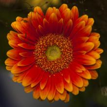 orange flower