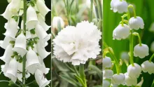 White flowers